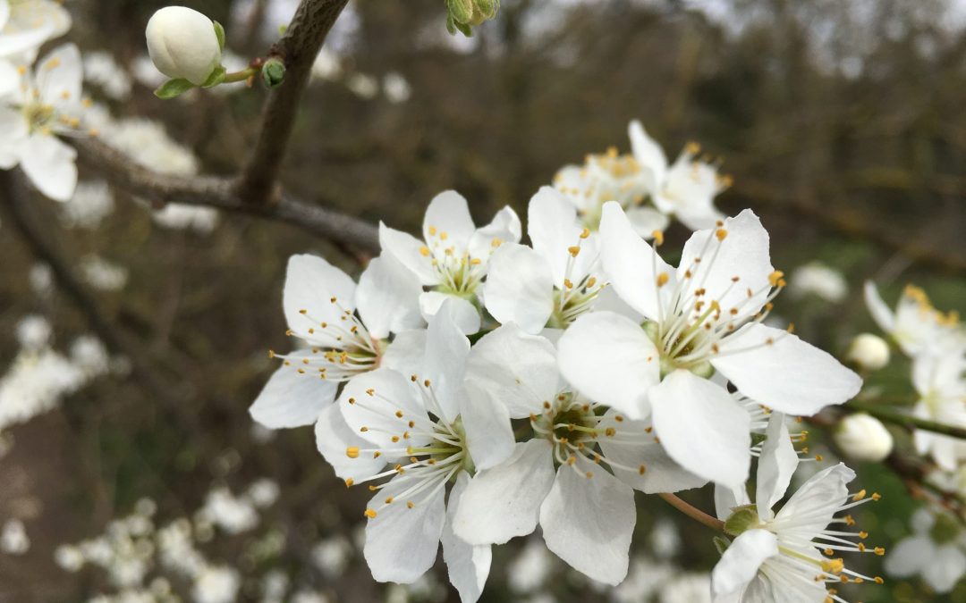 La louve (Les ChroCo #4)