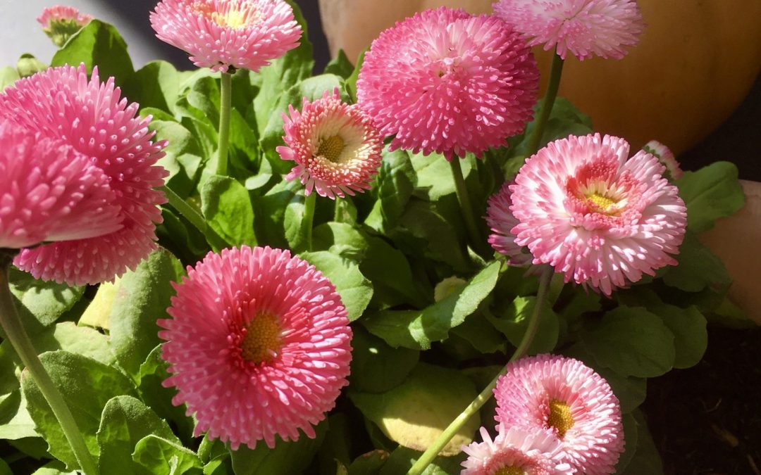 Tous ensemble à la maison (Les ChroCo #5)