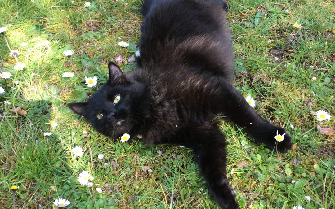 Burn In (Les ChroCo #6)