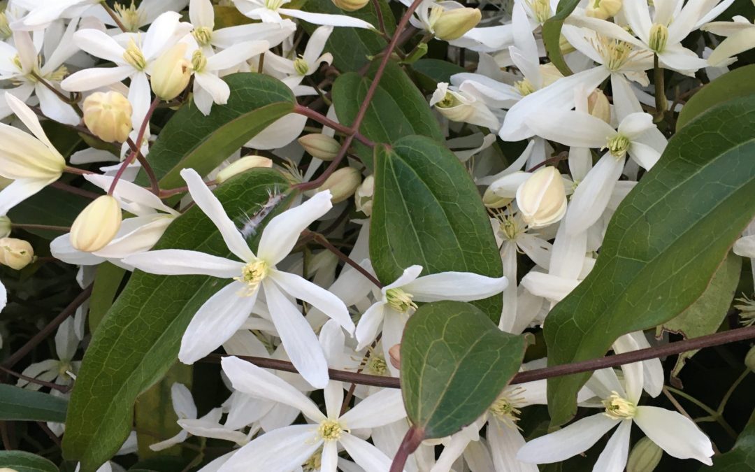 Auteur anonyme (Les Chrocos #8)