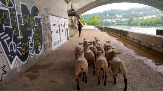 Moutons en transhumance dans la Métropole de Lyon
