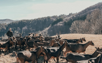 Viande de chevreau: la filière se développe en Auvergne-Rhône-Alpes